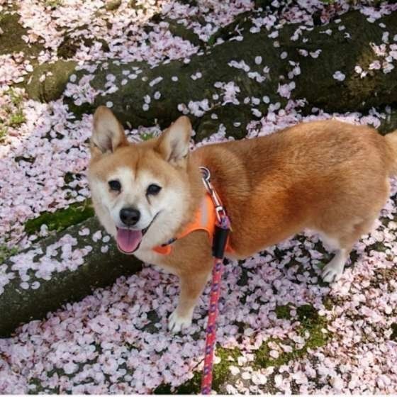 愛犬のおうち介護がぐっと楽になるコツ 排泄ケア