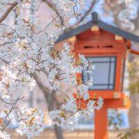 春暖花開