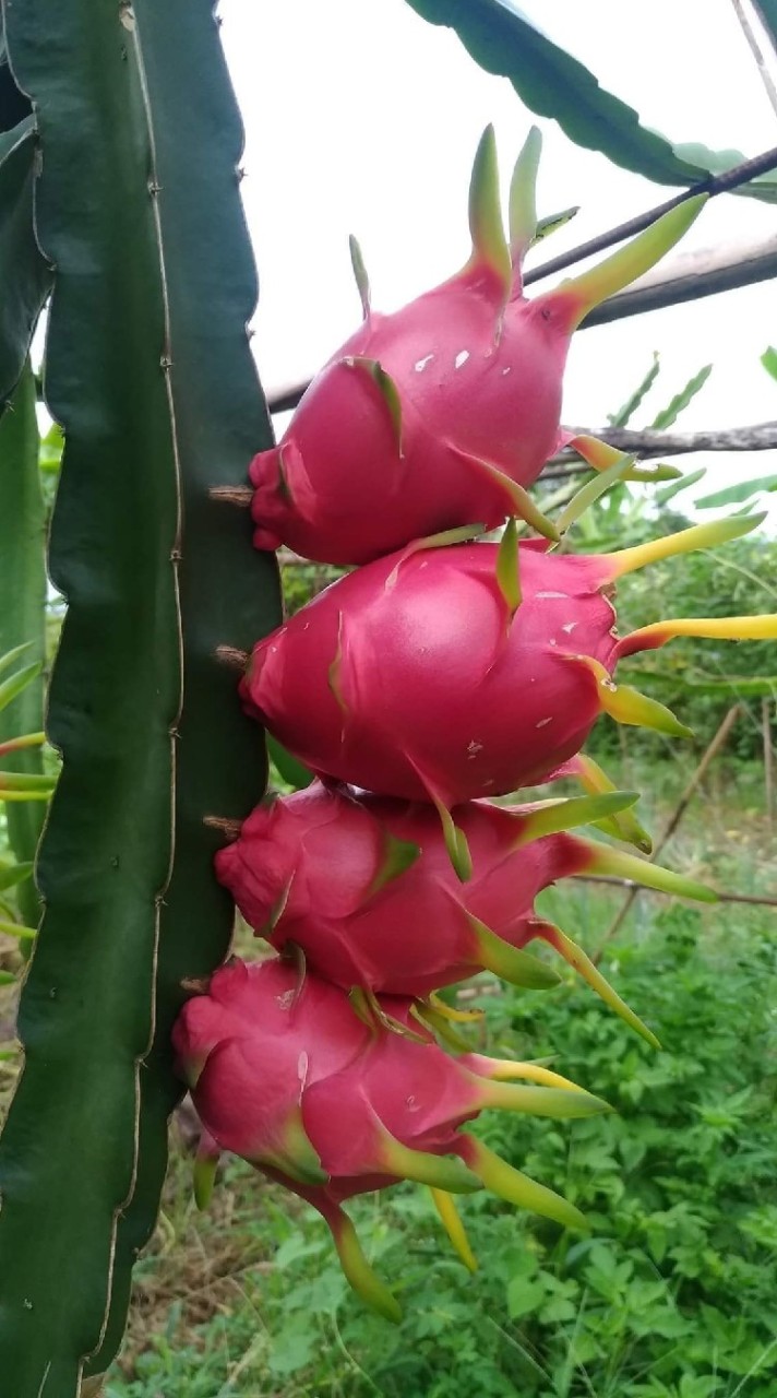 收音機製作