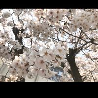 CRPS 複合性局所性疼痛症候群