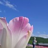 榕樹下續集