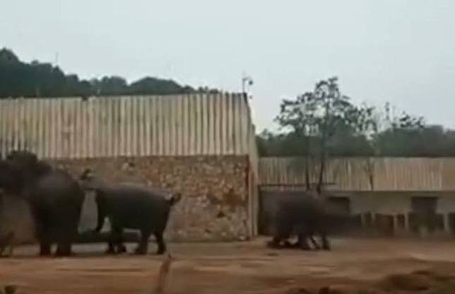 動物園大象 發情 踩死飼育員遊客嚇慘喊 快來救人阿 自由電子報 Line Today