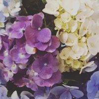 另類醫療 水晶療法 花精療法 園藝療法 寵物療法 中醫 針灸