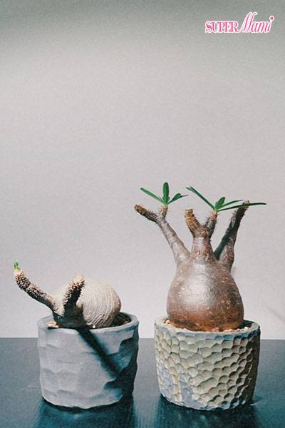 三日限定 香港珍奇植物市集 Supermami Line Today