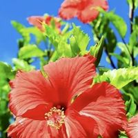 英語初心者～中級者限定。気軽にご訪問下さい　English learners!