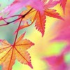 英語初心者～中級者限定。気軽にご訪問下さい　English learners!