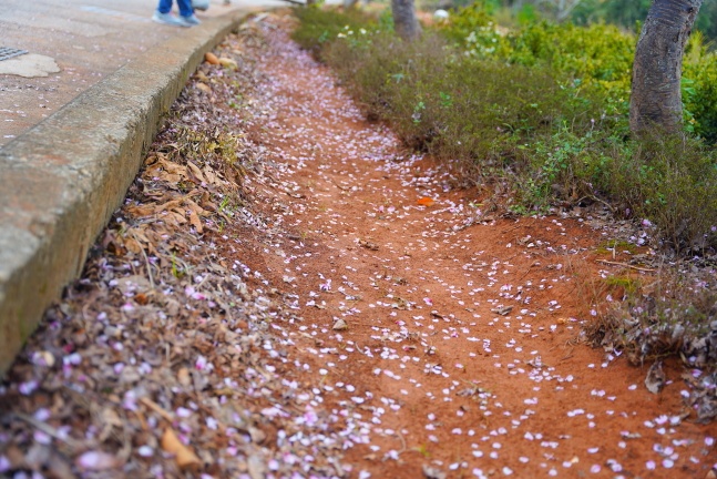 吉野櫻,沙鹿天元宮,沙鹿天元宮吉野櫻,賞櫻懶人包