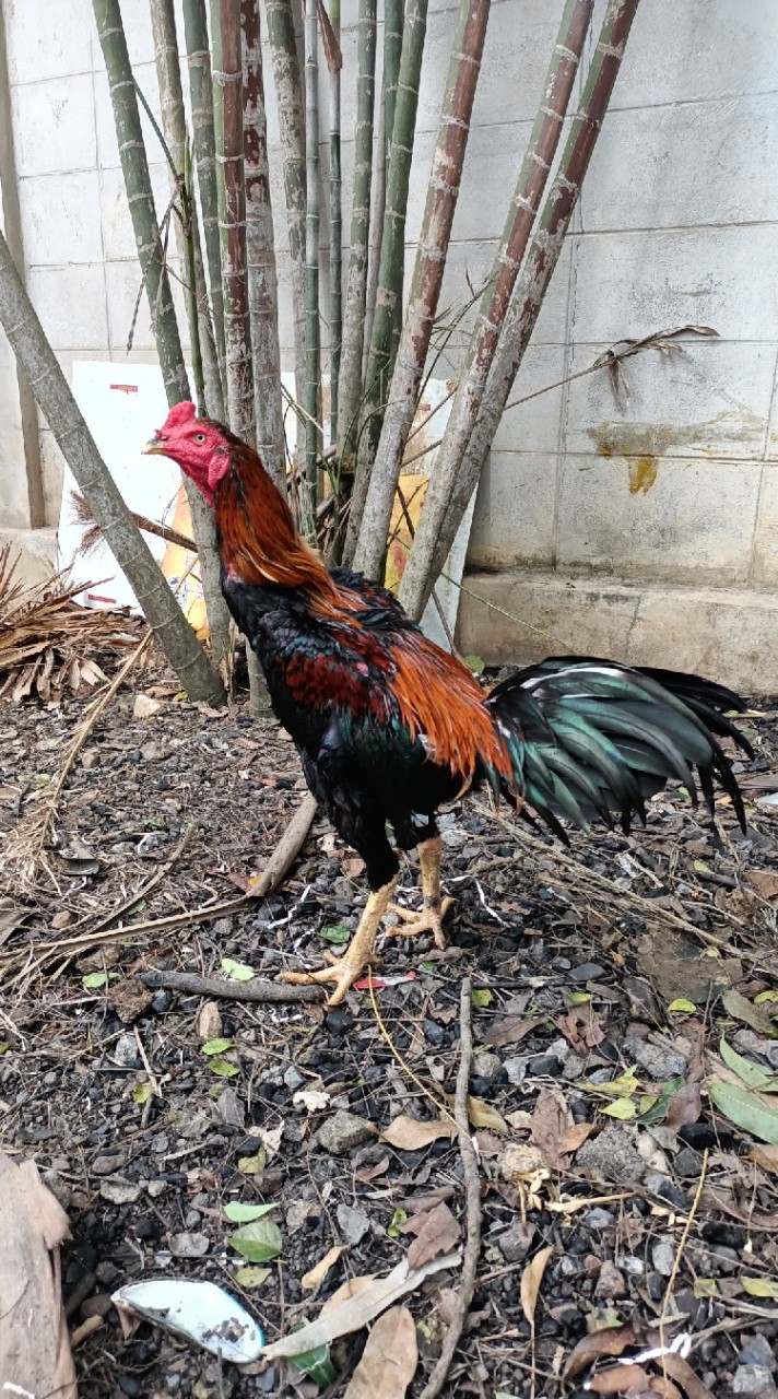บ้านไก่ชน ปราณบุรี(รวมคลิป)