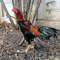 บ้านไก่ชน ปราณบุรี(รวมคลิป)