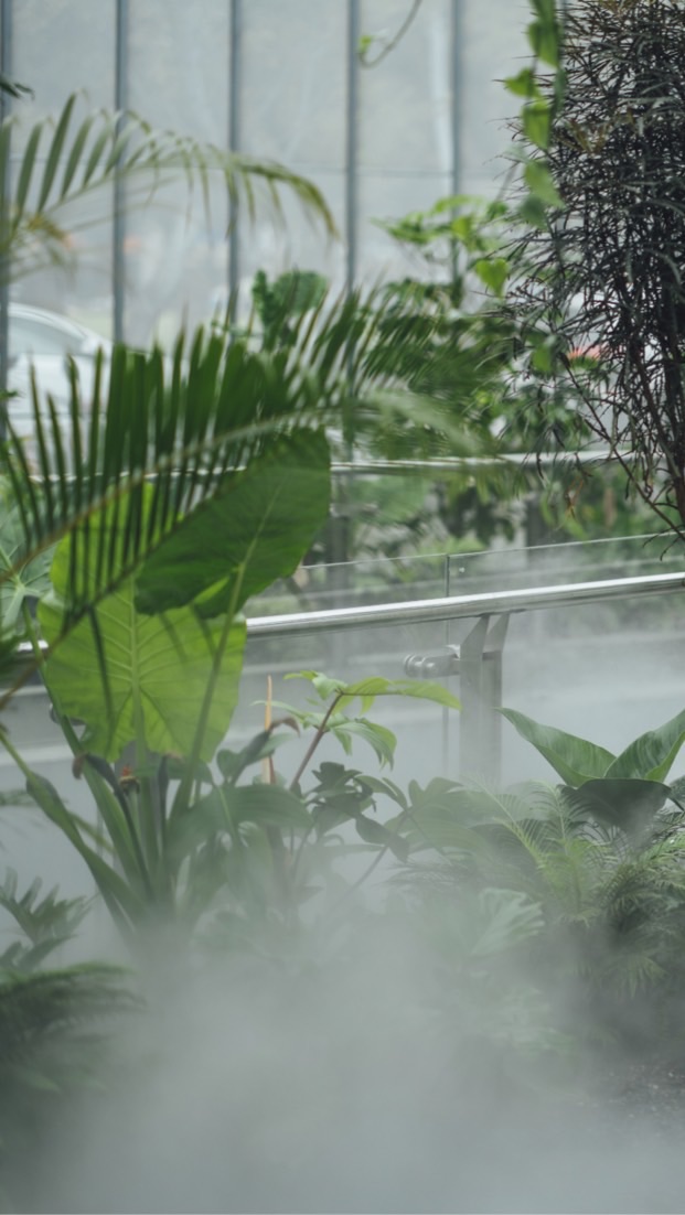 CLING植琢-VIP群-水苔球/園藝工具/居家產品/ 植物相關課程規劃/ 觀葉植物
