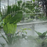 CLING植琢-VIP群-水苔球/園藝工具/居家產品/ 植物相關課程規劃/ 觀葉植物