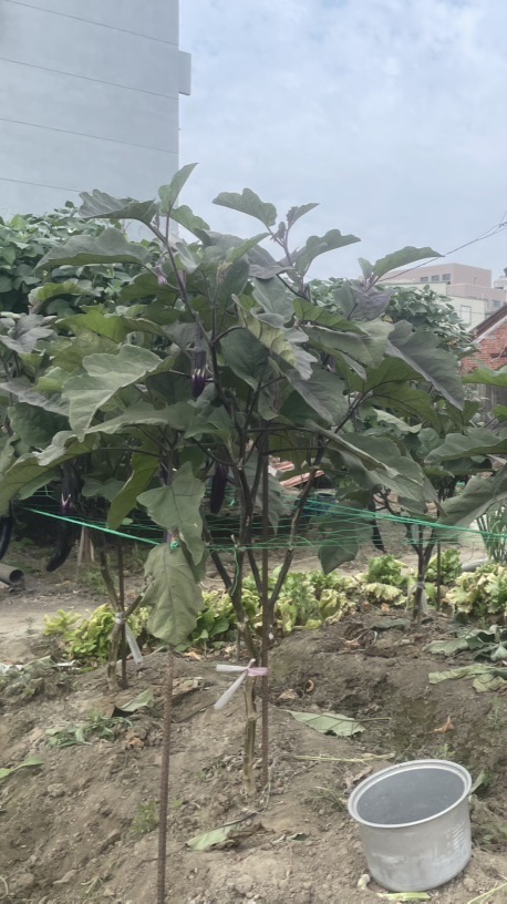 大寮種植討論區