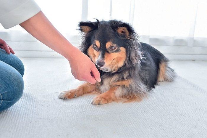 犬が一緒にいたくなる人 ってどんな人