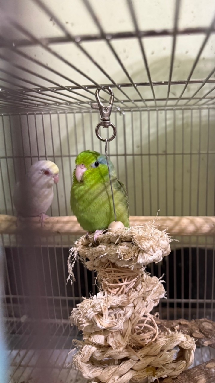 太平洋、玄鳳、小太陽鸚鵡買賣分享經驗