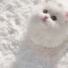 雑談・歌枠しよう！！