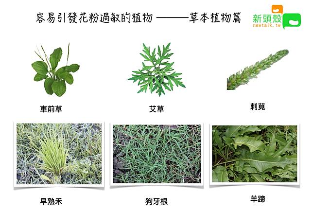 不只賞花會引發花粉症 這些植物也很容易過敏 新頭殼 Line Today