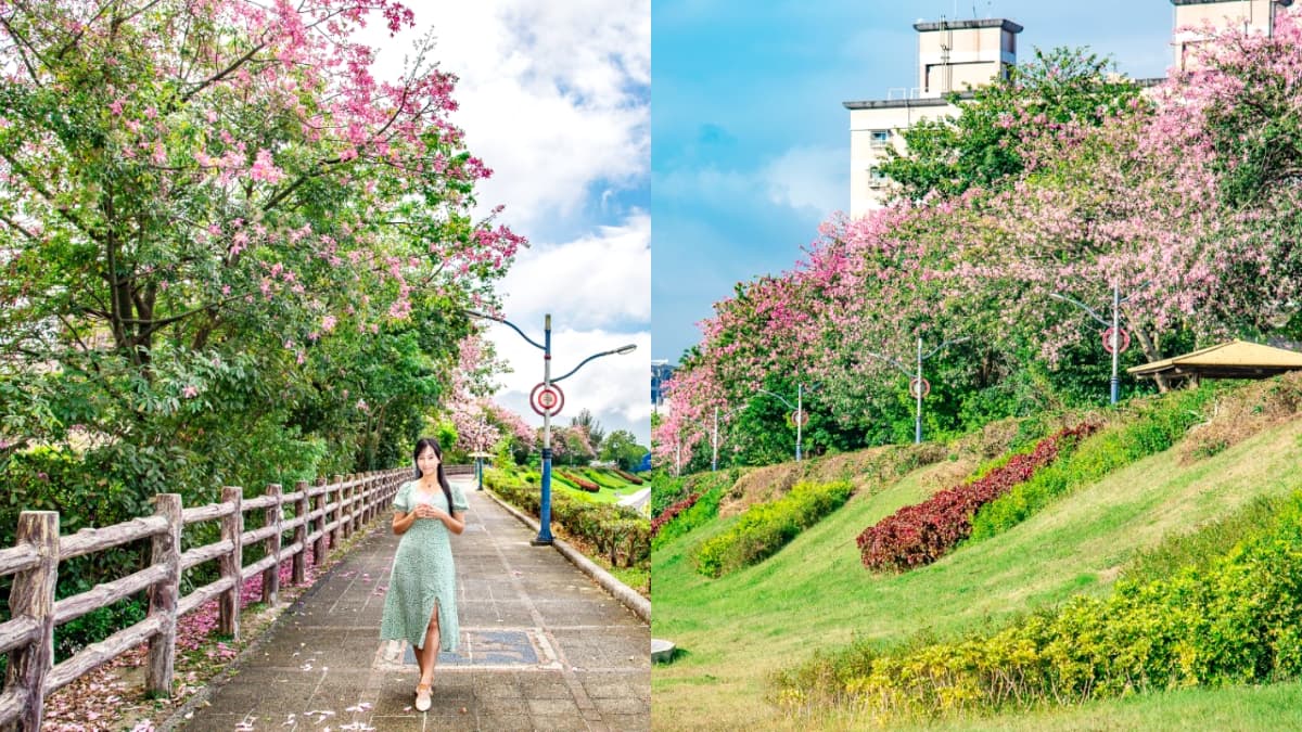 秋限定「賞櫻步道祕境」藏在這！上百株「美人樹」粉嫩大爆發，11月前免費拍