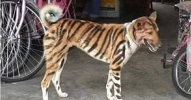 印度農夫新招　將狗畫上條紋扮虎趕猿猴