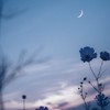 愛 を 知 ら な い 君　＿ iris,sxxn