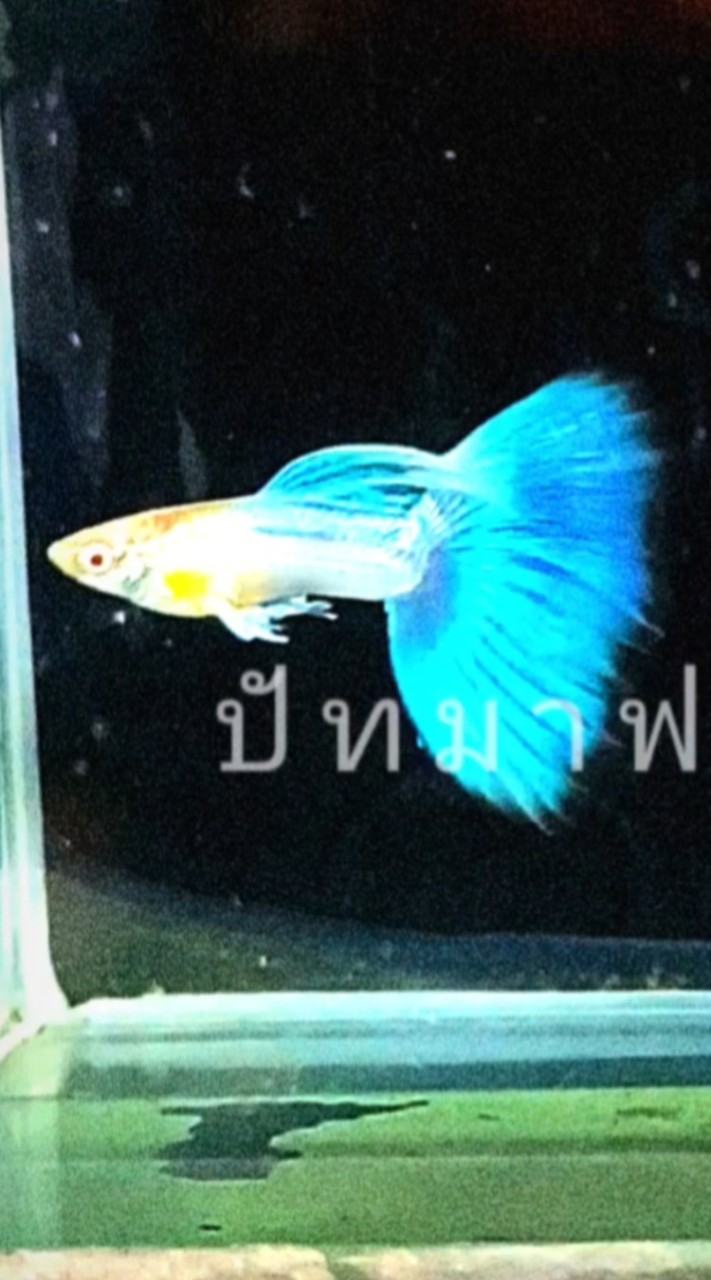 Pattama guppy