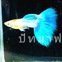 Pattama guppy