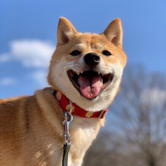 日頃から心がけたい 犬に話しかけることのメリットとは