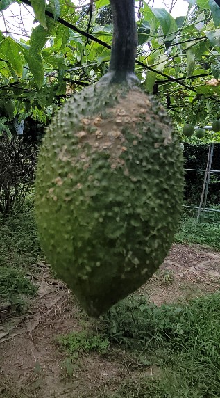 青青草原愛玉妹茶花產銷班神奇有機木鱉果農場任天堂健身遊戲俱樂部養生村臉書李載榮攝0935030030