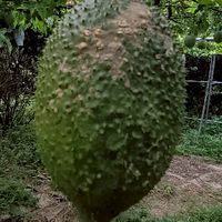 青青草原愛玉妹茶花產銷班神奇有機木鱉果農場任天堂健身遊戲俱樂部養生村臉書李載榮攝0935030030