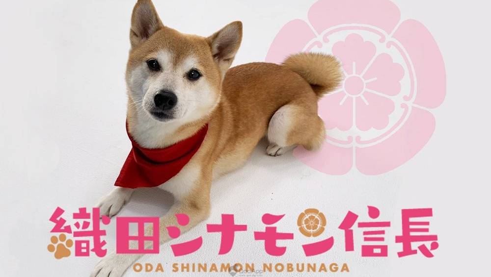 聲優是 櫻犬孝宏 鈴村犬一 坂犬真綾 織田肉桂信長 公開 謎之新人聲優 陣容與寫實版宣傳影片 Qooapp Line Today