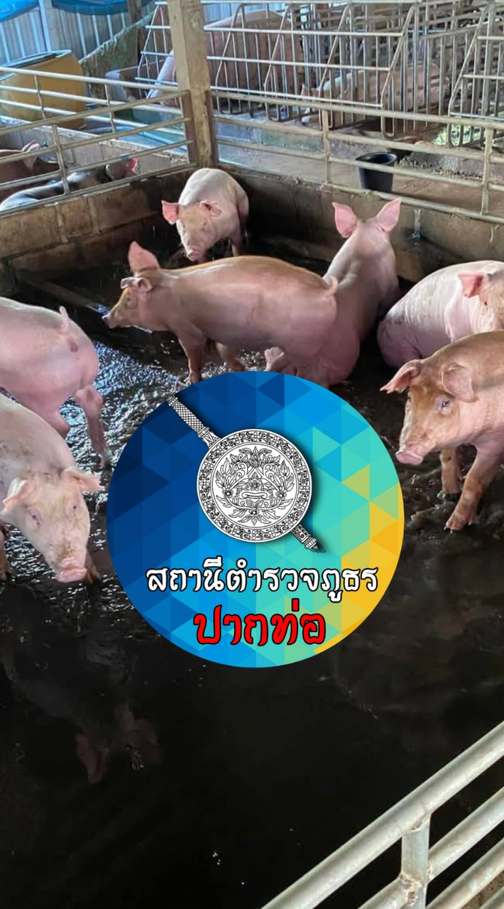 แจ้งและป้องกันเหตุ สภ.ปากท่อ กลุ่มผู้ประกอบการฟาร์มหมู