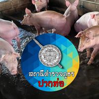 แจ้งและป้องกันเหตุ สภ.ปากท่อ กลุ่มผู้ประกอบการฟาร์มหมู