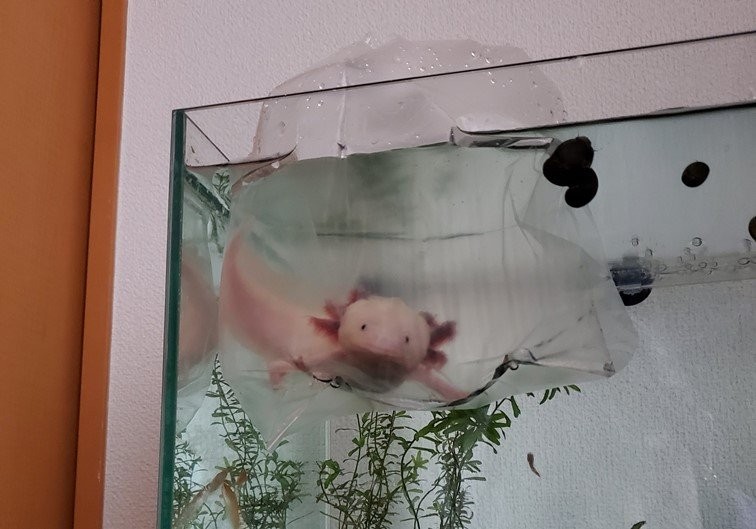 なんでこんなところに入れるの 明らかにムスッとしてるウーパールーパーがかわいすぎる