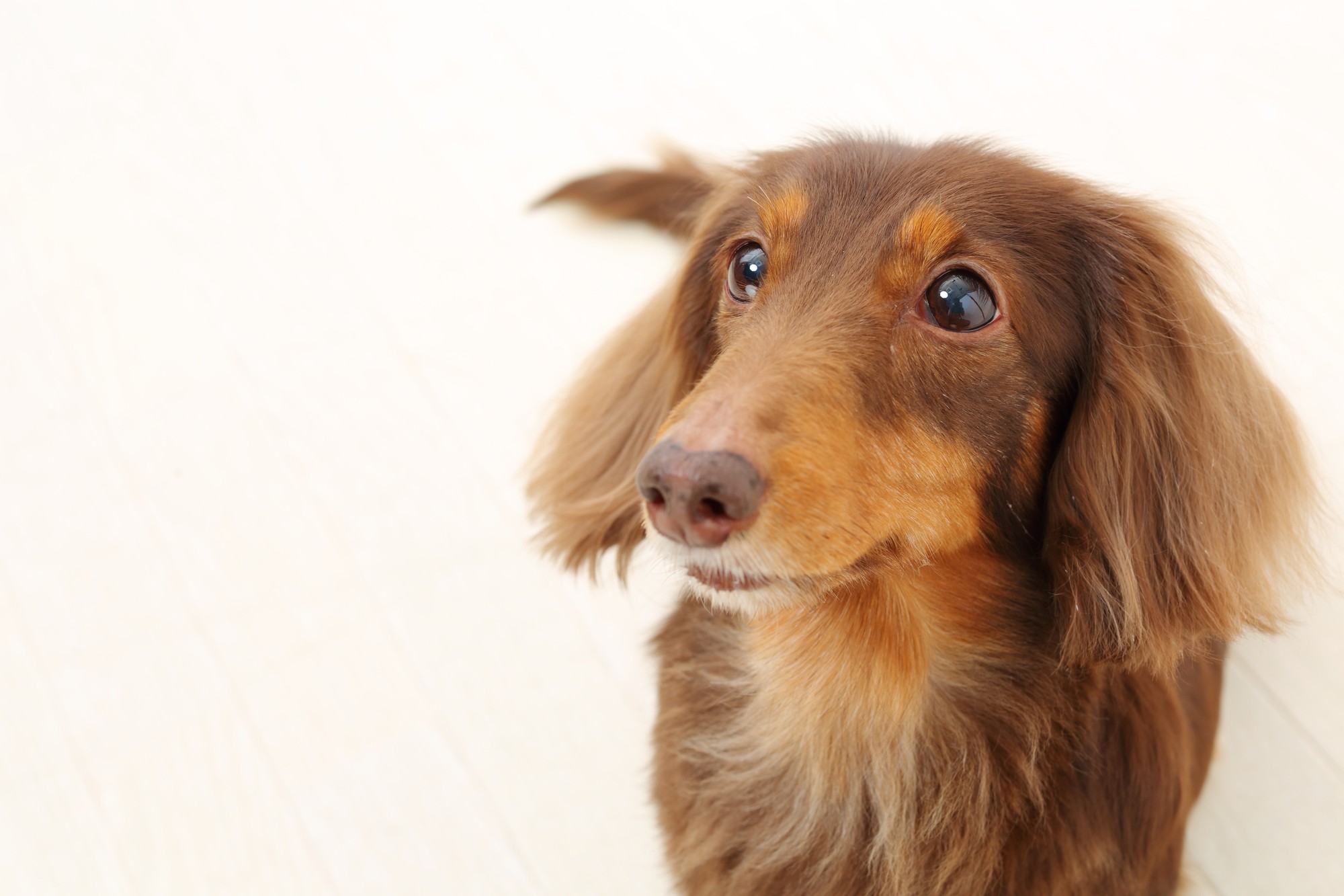 本当に飼いやすい犬種って何
