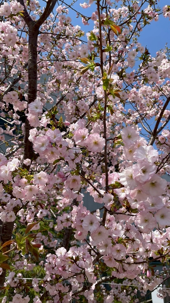 緩すぎるオープンチャット
