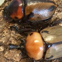 ひので屋くぬぎの森