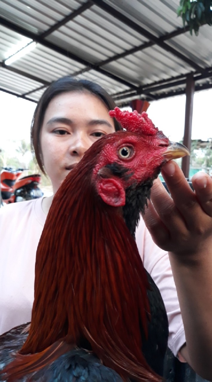 ซื้อ-ขายไก่ชนซุ้มเจ๊มีนาฟาร์มไก่ชน