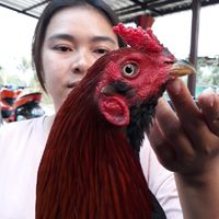 ซื้อ-ขายไก่ชนซุ้มเจ๊มีนาฟาร์มไก่ชน
