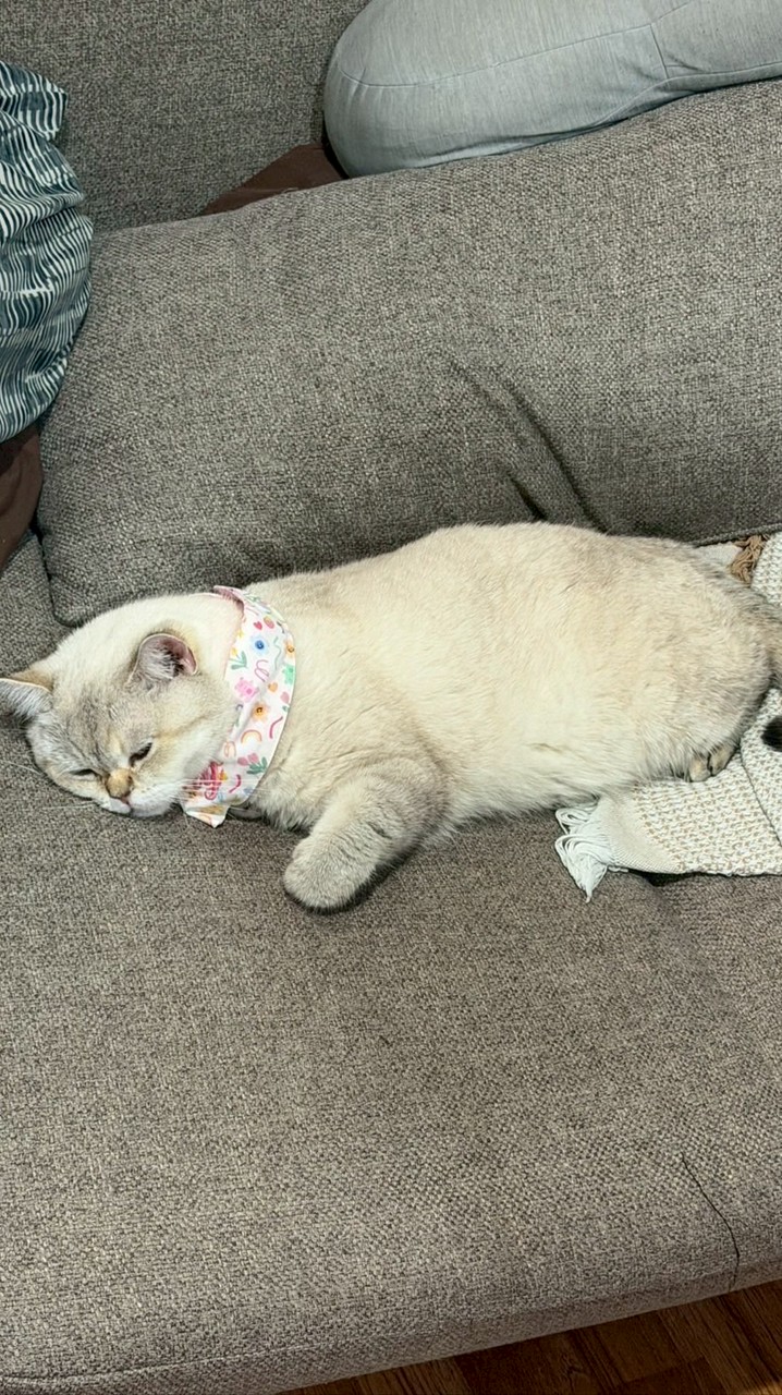 AGG Guild Dragonnest SV.G