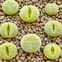 番杏科 生石花 玩家們
