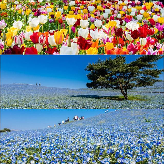 日本茨城縣旅遊日本死前必去景點之一國營日立海濱公園 打翻藍色水彩的粉碟 點子生活 Line Today