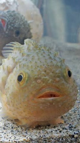 生物　こんぺいとう