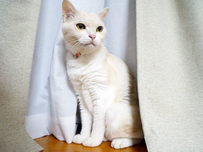 水にぬれるのは大嫌いだけど、猫は水遊びは好き!?