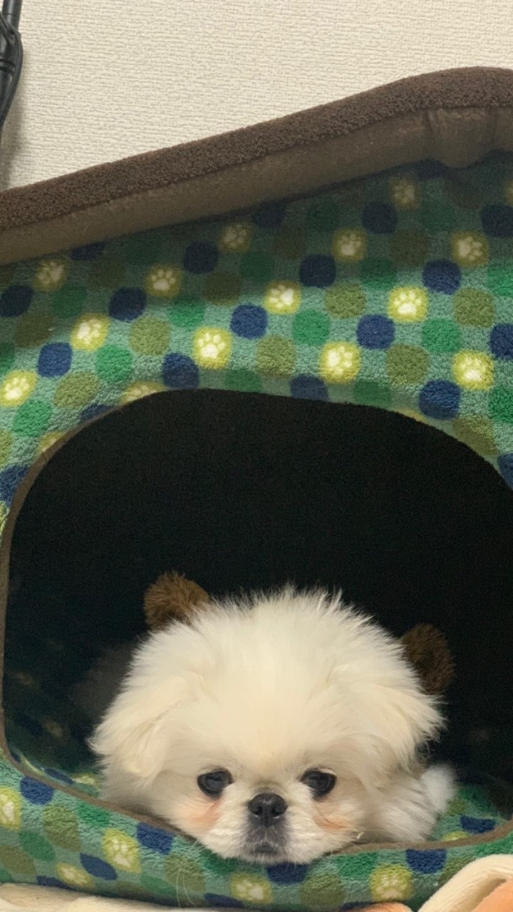 ペキニーズ  関西 ぺきちゃんず🐶🍀