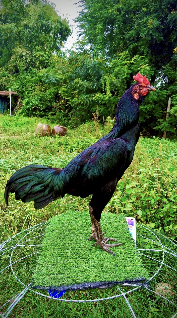 ซุ้ม ป.เพชรกำไร🐓