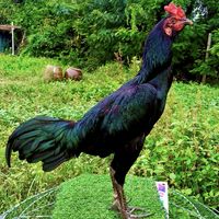 ซุ้ม ป.เพชรกำไร🐓