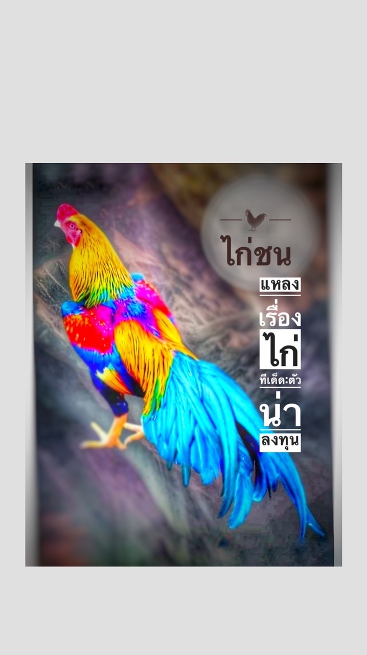 🐓:ไก่ชนคนใต้:🐓