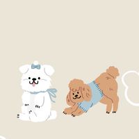 阿鎔的貴賓比熊選物群💕