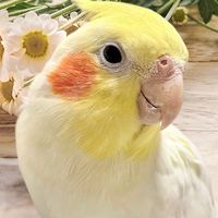 Bird Cafe Amour