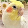 Bird Cafe Amour