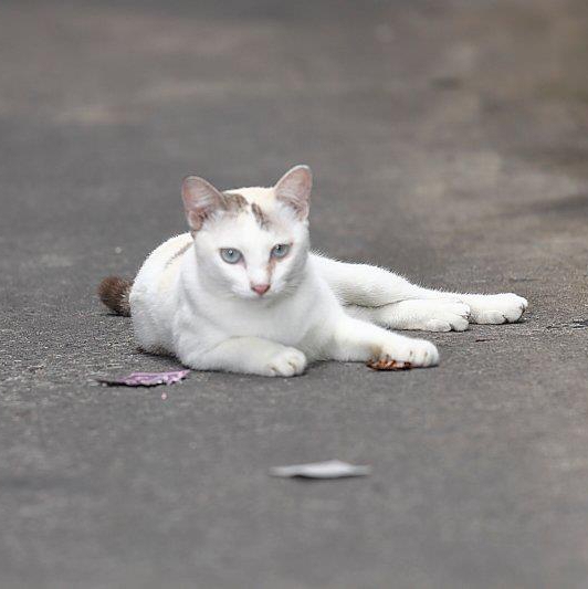 น้องแมวหาบ้านのオープンチャット